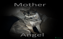 Shepsky dogs for sale: Siberian husky hybrid pups - Image 26
