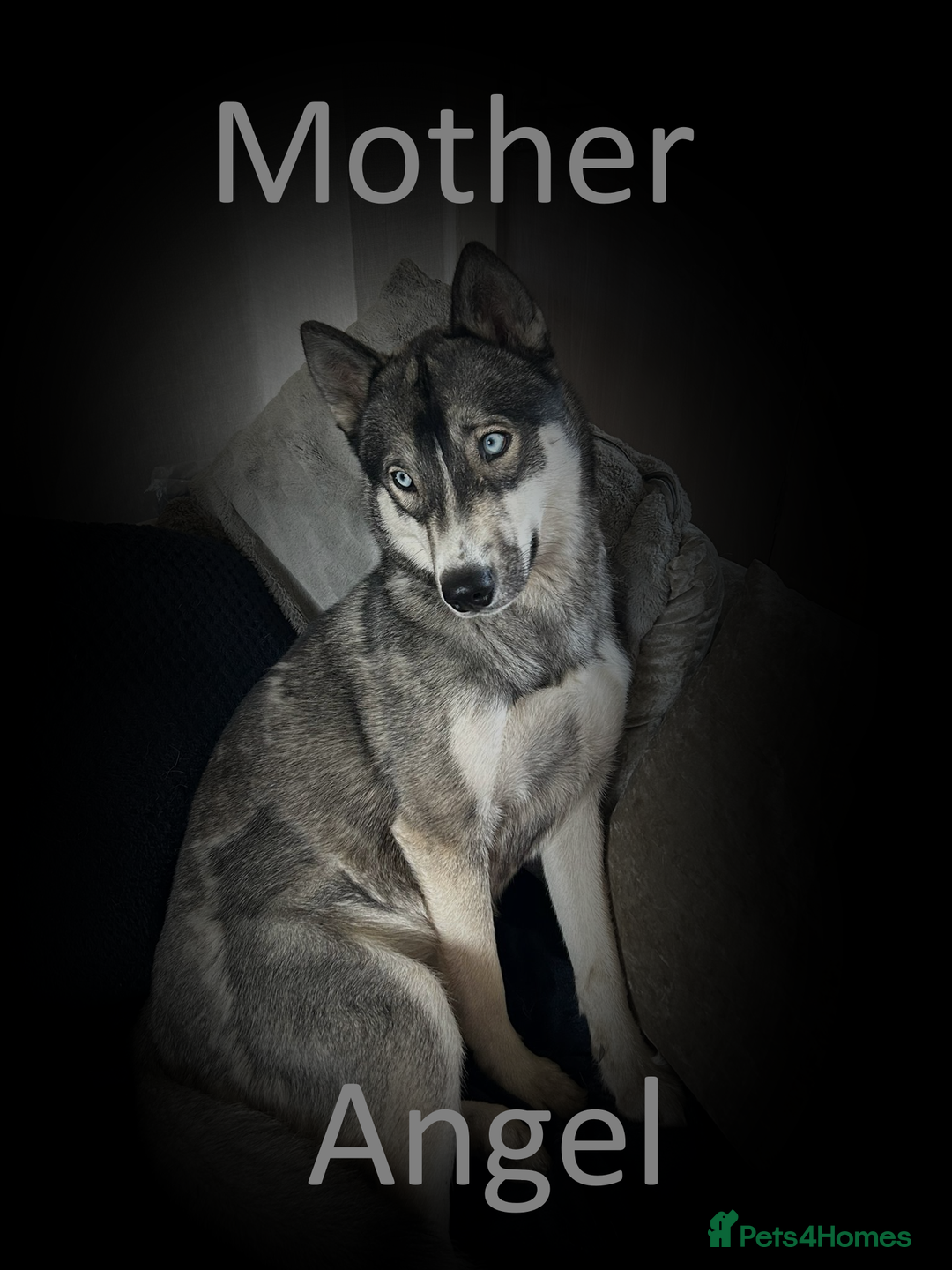 Shepsky dogs for sale: Siberian husky hybrid pups - Image 26