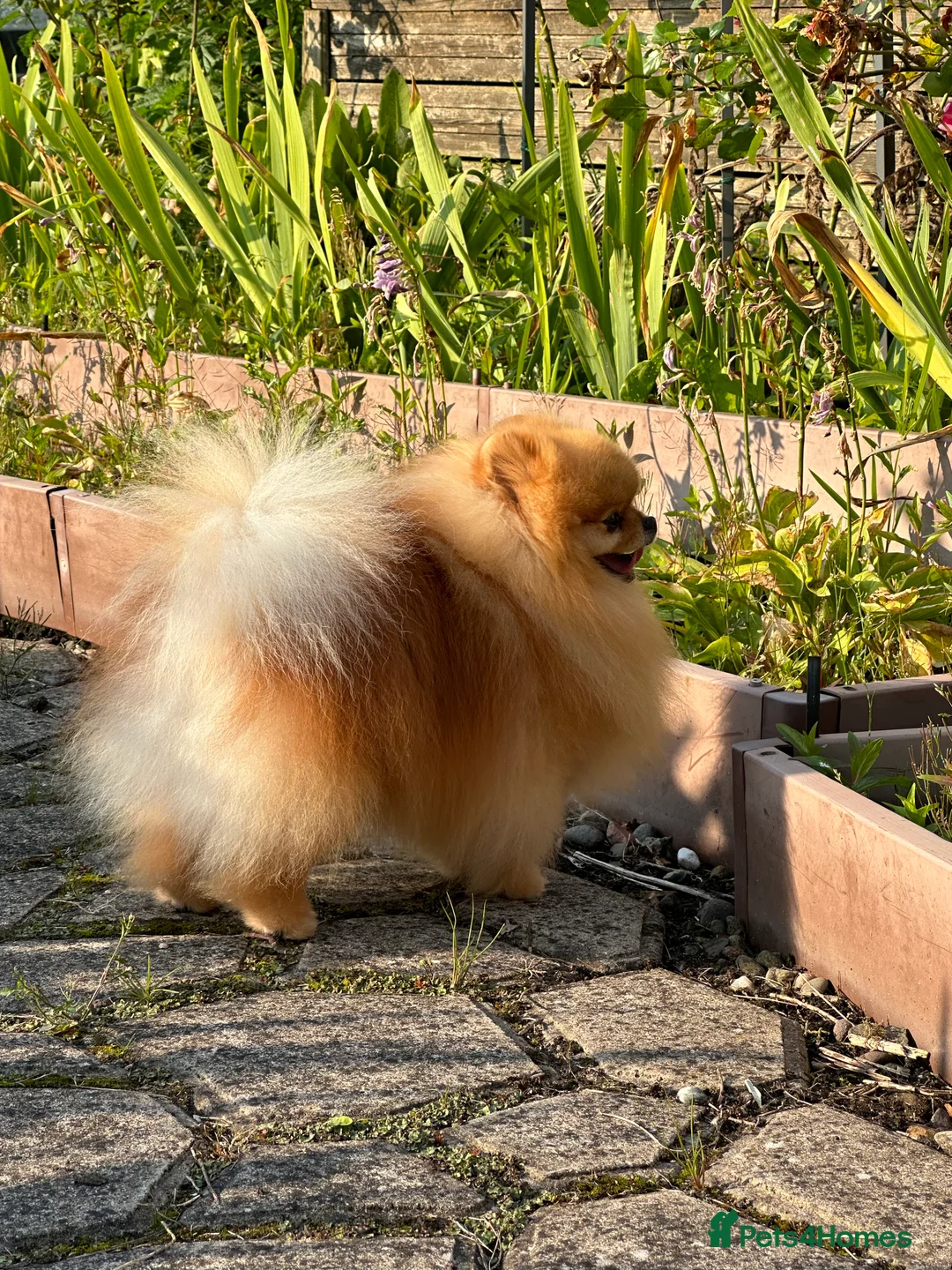 Pomeranian dogs for stud: Absolutely stunning tiny orange sable stud boy in Lanark - Advert 17