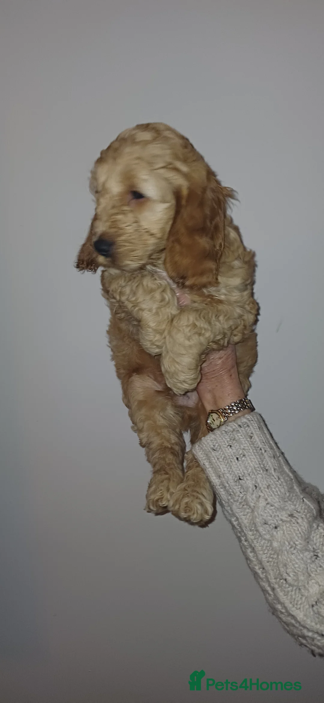 Cockapoo dogs for sale: Cockapoos F1 - Advert 2