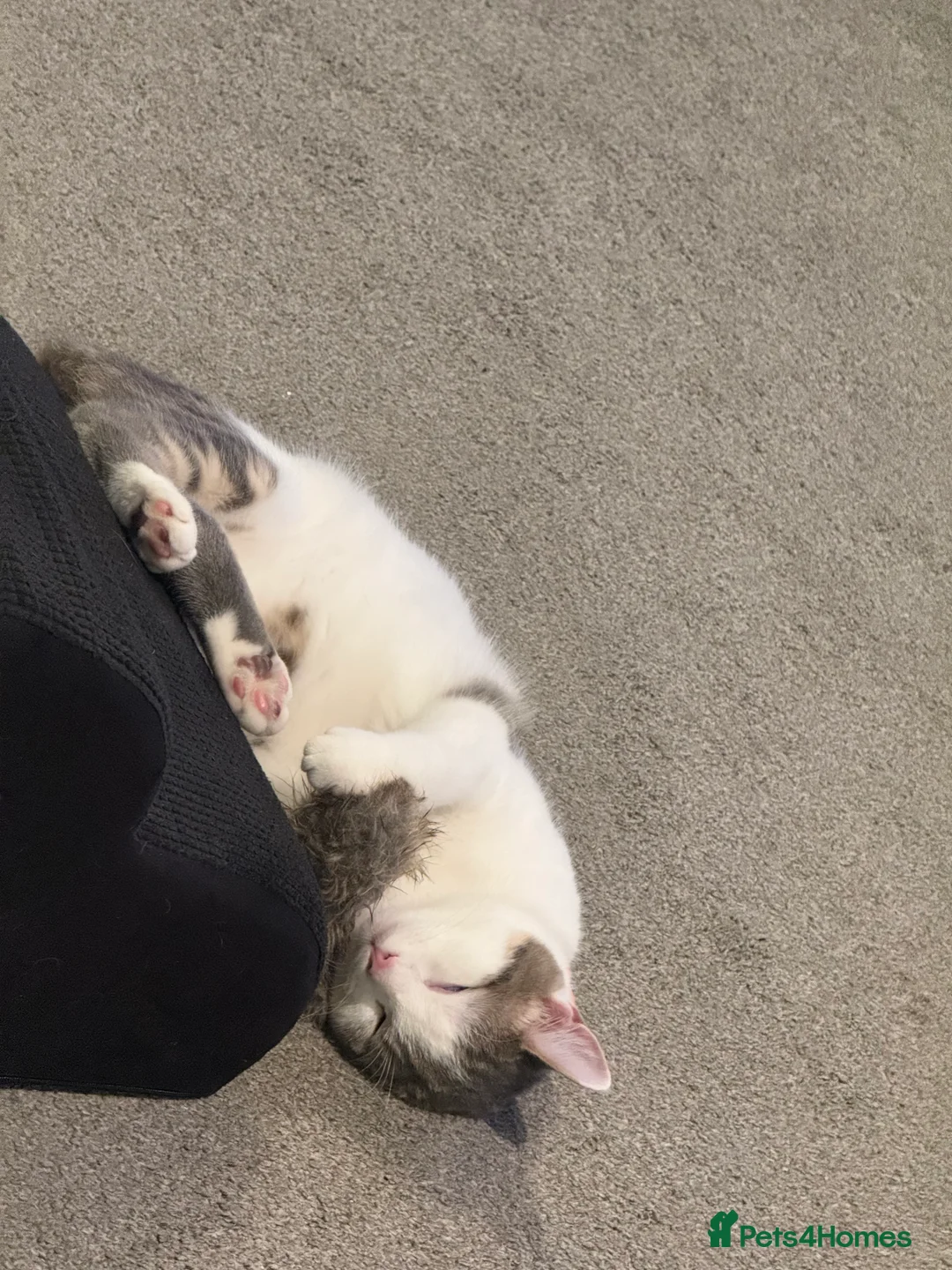 Domestic Shorthair cats for sale: Male 8 months in need of forever home (see desc) - Advert 4