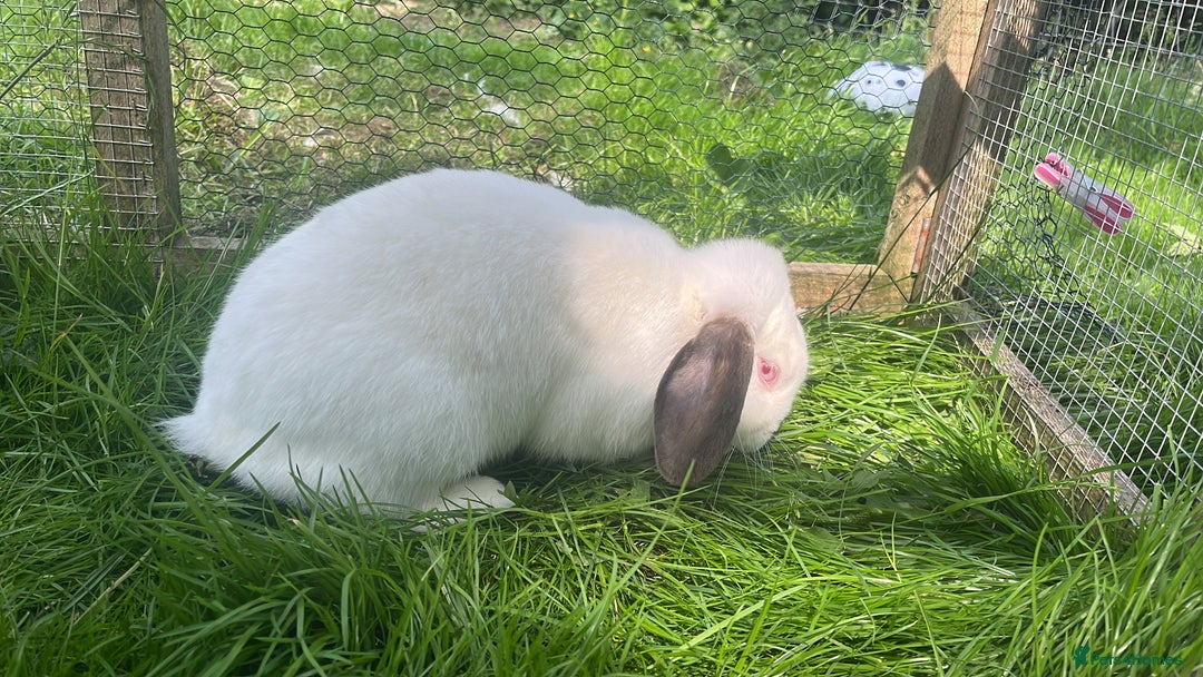 French Lop rabbits for sale: Beautiful Lop bunnies  - Image 7