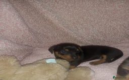 Dachshund dogs for sale: Dachsunds 3/4 breed - Image 2