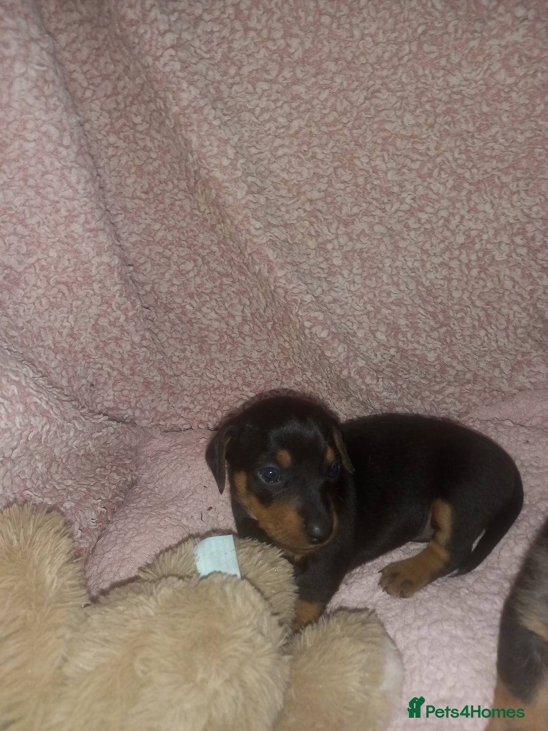 Dachshund dogs for sale: Dachsunds 3/4 breed - Image 2