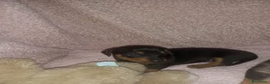 Dachshund Puppy 1