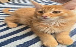Maine Coon cats for sale: One girl left 💙  - Image 10