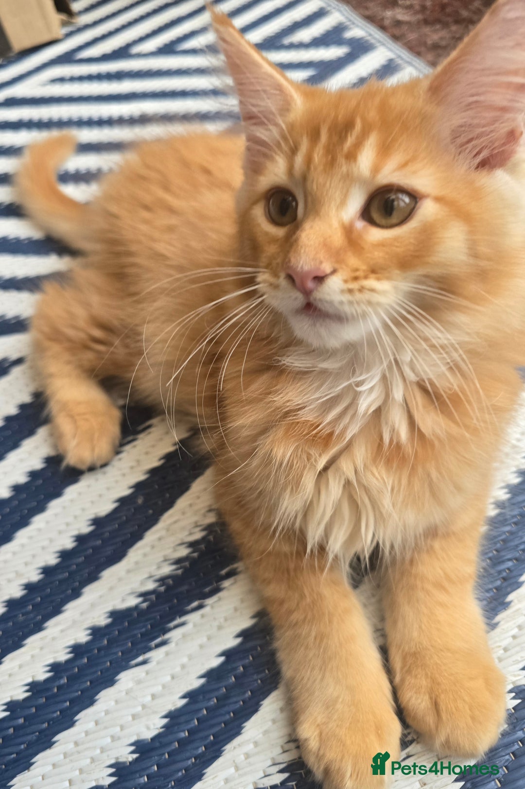 Maine Coon cats for sale: One girl left 💙  - Image 10