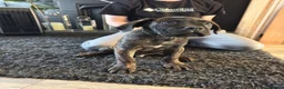 Cane Corso dogs for sale: Cane Corso puppies ready to leave  - Advert 2