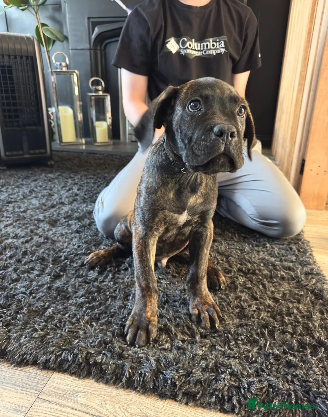 Cane Corso dogs for sale: Cane Corso puppies ready to leave  - Advert 2