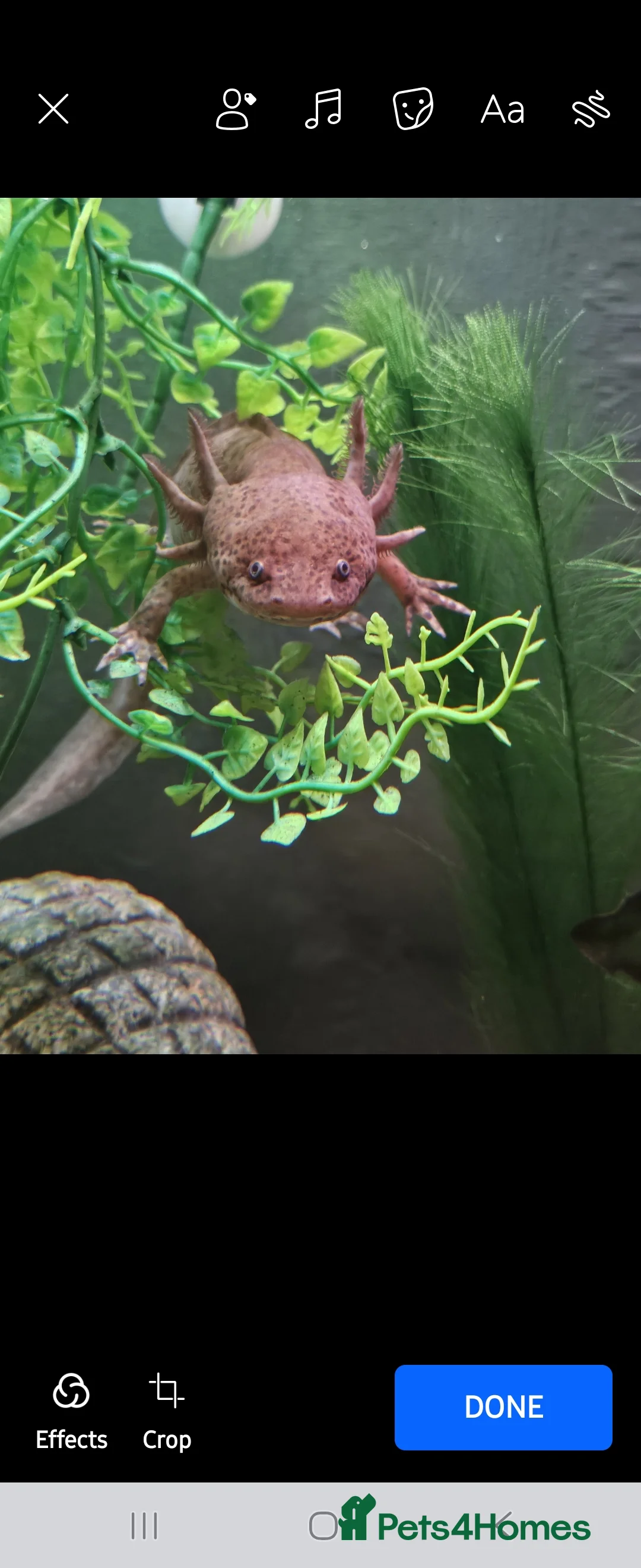 Axolotl reptiles for sale: 4 Axolotls needing new waters - Advert 1