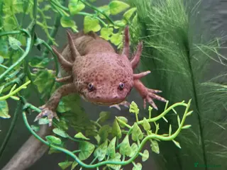 Axolotl reptiles 4 Axolotls needing new waters - Advert 2