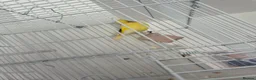 Mixed Breed birds for sale: greenfinch hybrid cock in Bradford - Advert 1