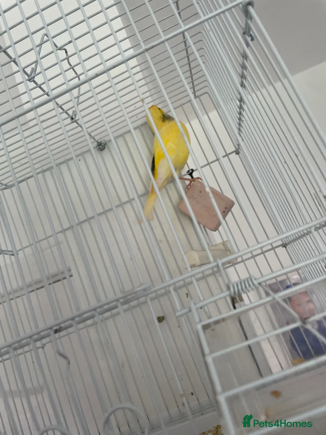 Mixed Breed birds for sale: greenfinch hybrid cock in Bradford - Advert 1