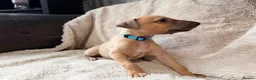 Whippet dogs for sale: Kc registered whippet male pup in Wolverhampton - Advert 4