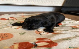 Springador dogs for sale: Springadors from working puppies  - Image 14