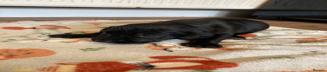 Springador Puppy 5