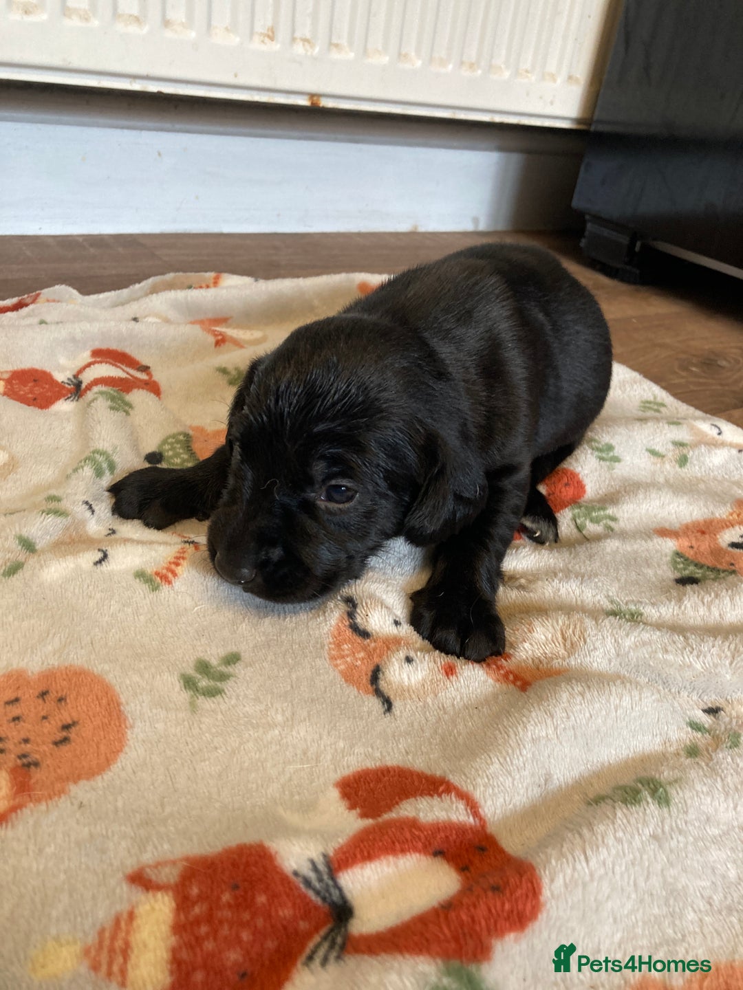 Springador dogs for sale: Springadors from working puppies  - Image 14