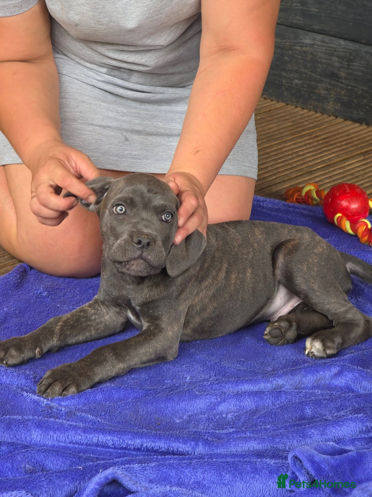 Cane Corso dogs Last 2 left looking for their forever 🏡!🥰 - Advert 1