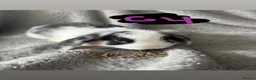 Mini Lop rabbits for sale: 6 Beautiful mini lops available now🐰 - Advert 30