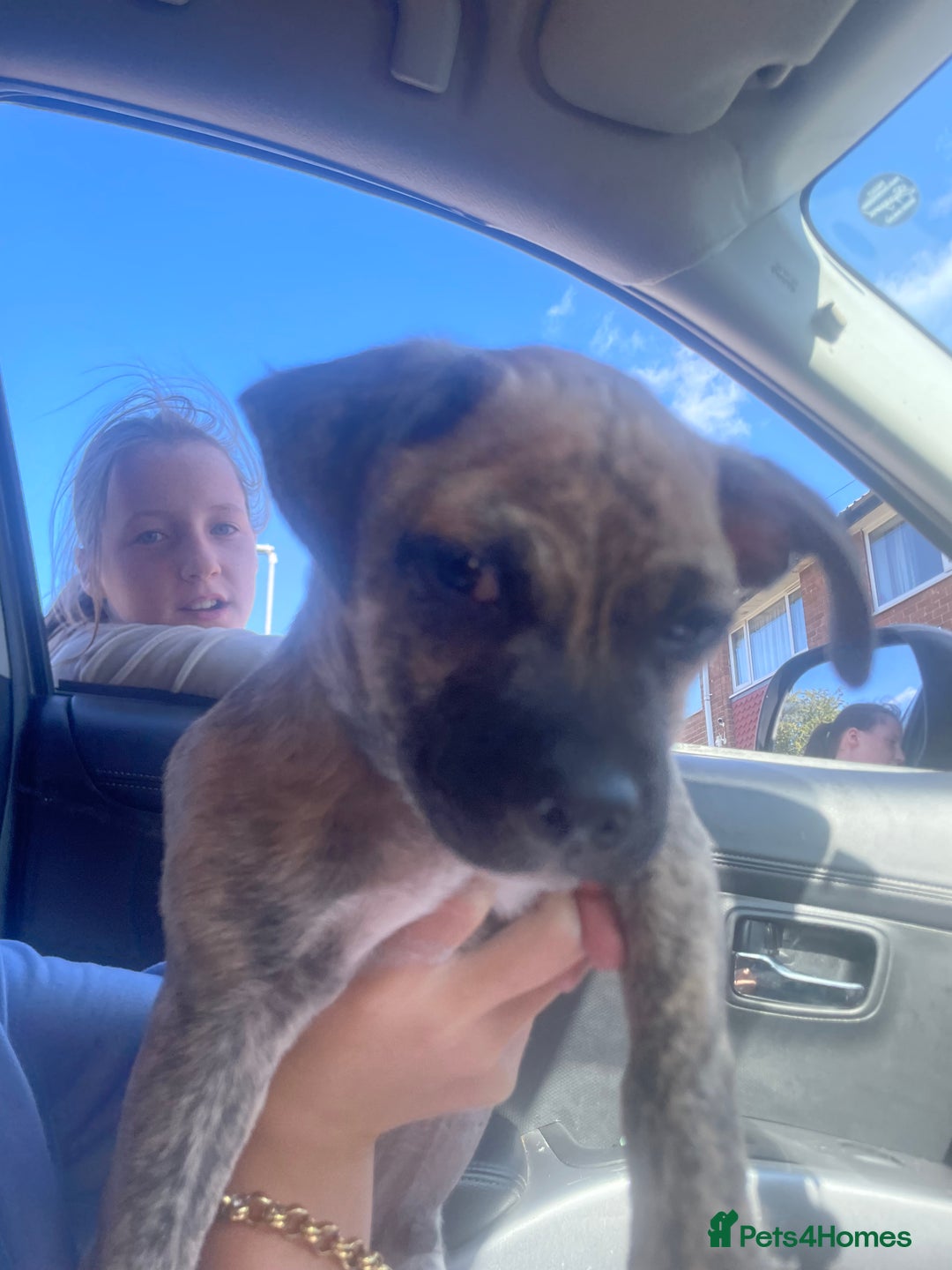 Jug dogs for sale: Loving little Jug for sale  - Advert 4