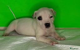 American Bulldog dogs for sale: American Bulldog - Image 16