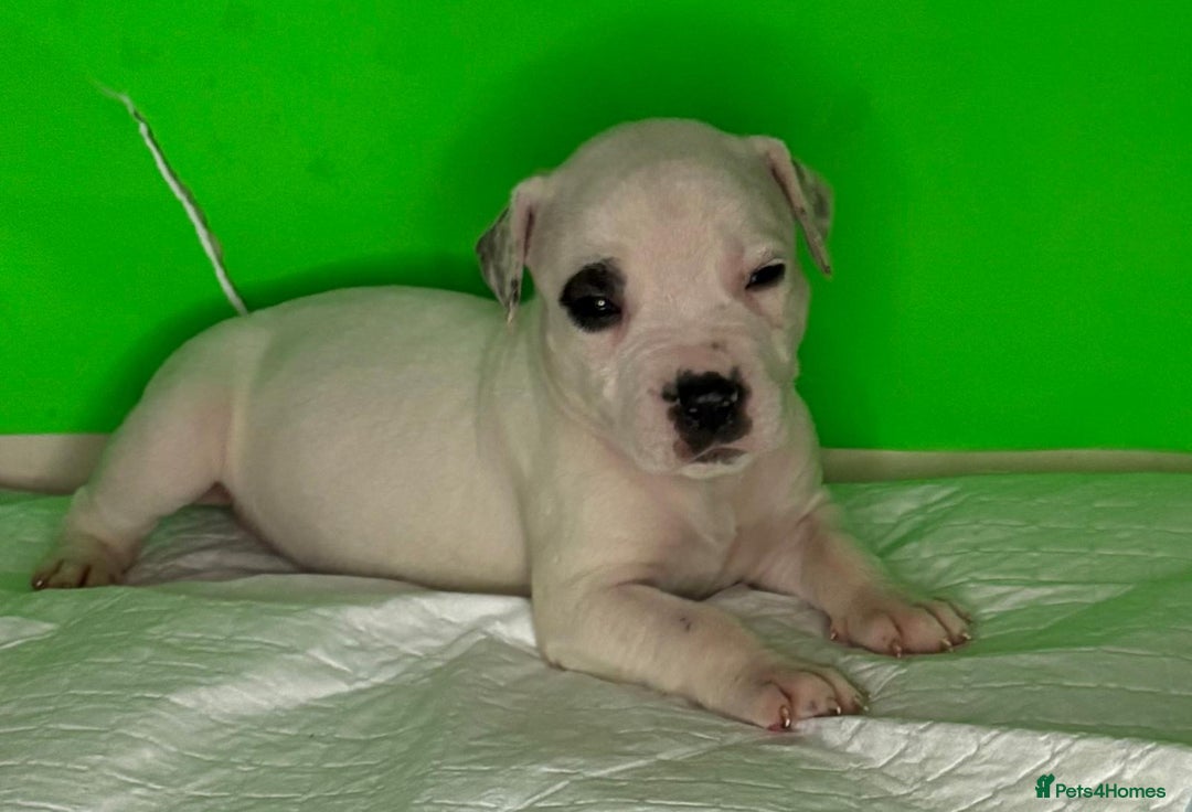 American Bulldog dogs for sale: American Bulldog - Image 16