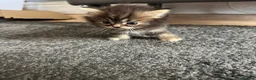 Persian cats for sale: 3 Cute Persian Kittens available Ready To Leave! in London - Advert 10