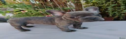 French Bulldog dogs for sale: 🐾 FRENCH BULLDOG PUPPIES | OUTSTANDING PEDIGREE • - Advert 37