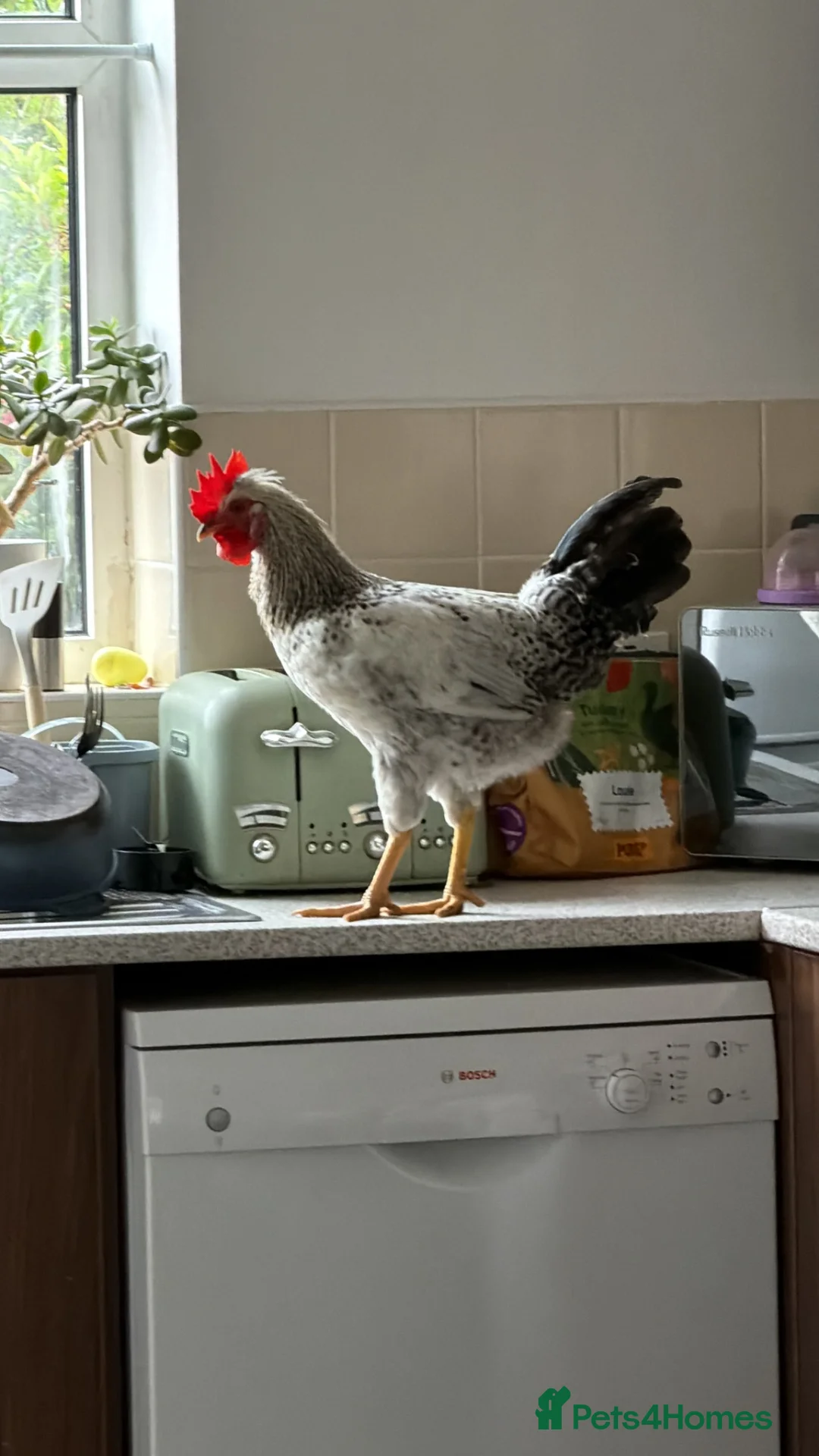 Chickens poultry for sale: Cream crested legbar male chicken - Advert 1