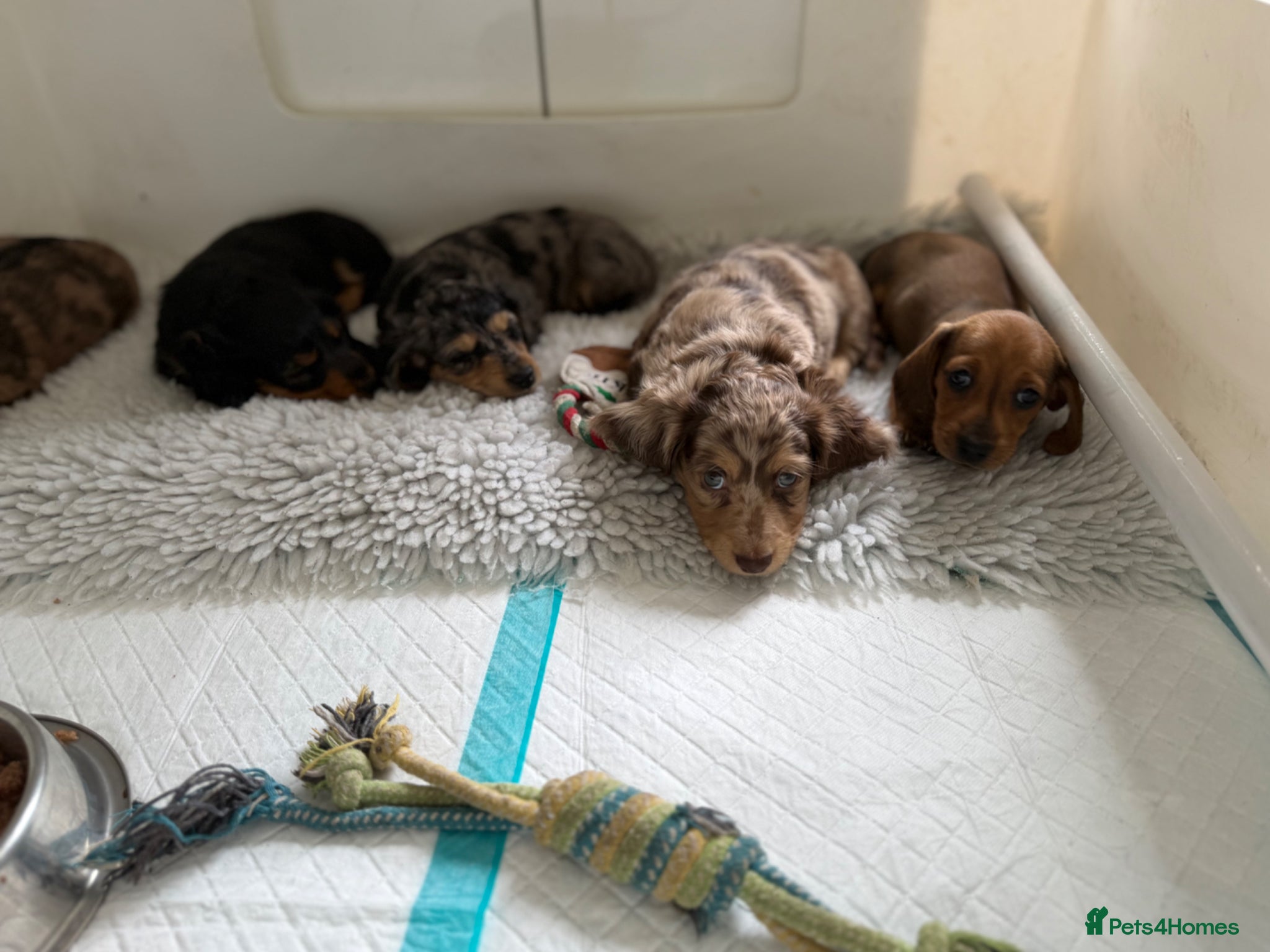 Miniature Dachshund dogs Quality miniature dachshund puppies  - Advert 1