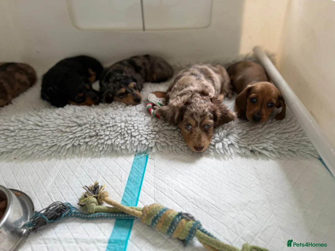 Miniature Dachshund dogs for sale: Quality miniature dachshund puppies  - Advert 1
