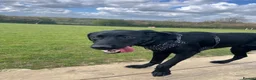 Labrador Retriever dogs for sale: Lab puppy for sale  - Advert 2