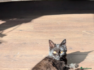 Mixed Breed cats British longhair X mixed breed - Advert 4