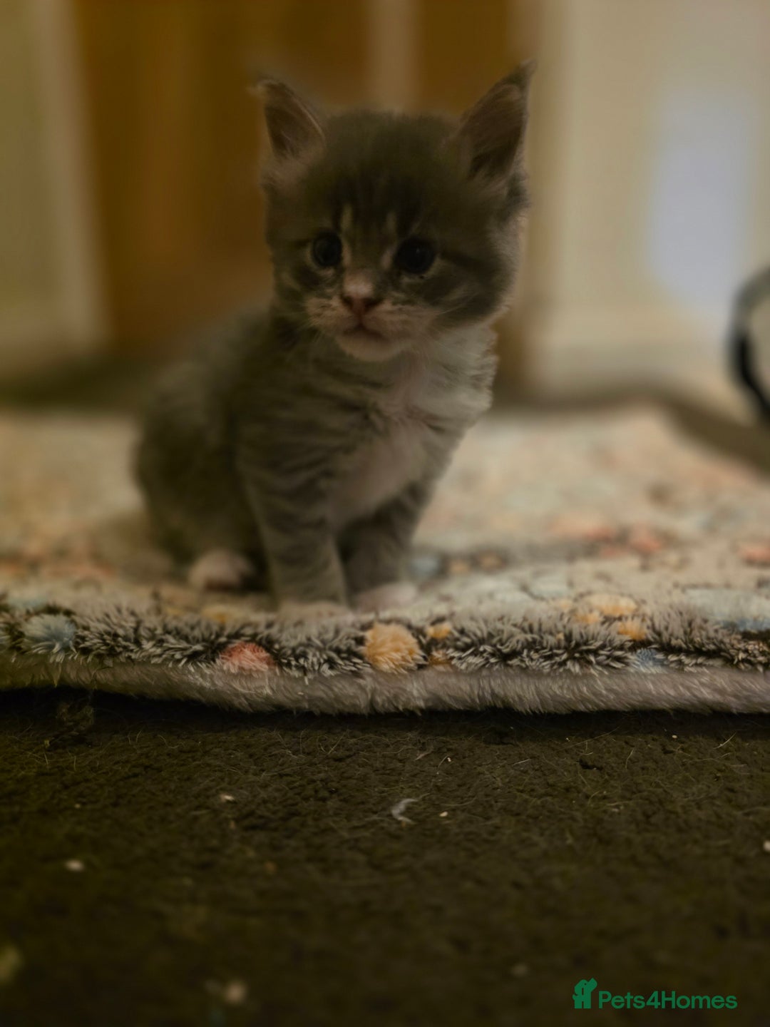 Maine Coon cats for sale: Beautiful Maine Coon Kittens 4 boys/2girl  - Advert 30