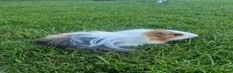 Guinea Pig rodents for sale: Bonded beautiful boys in Barnsley - Advert 6