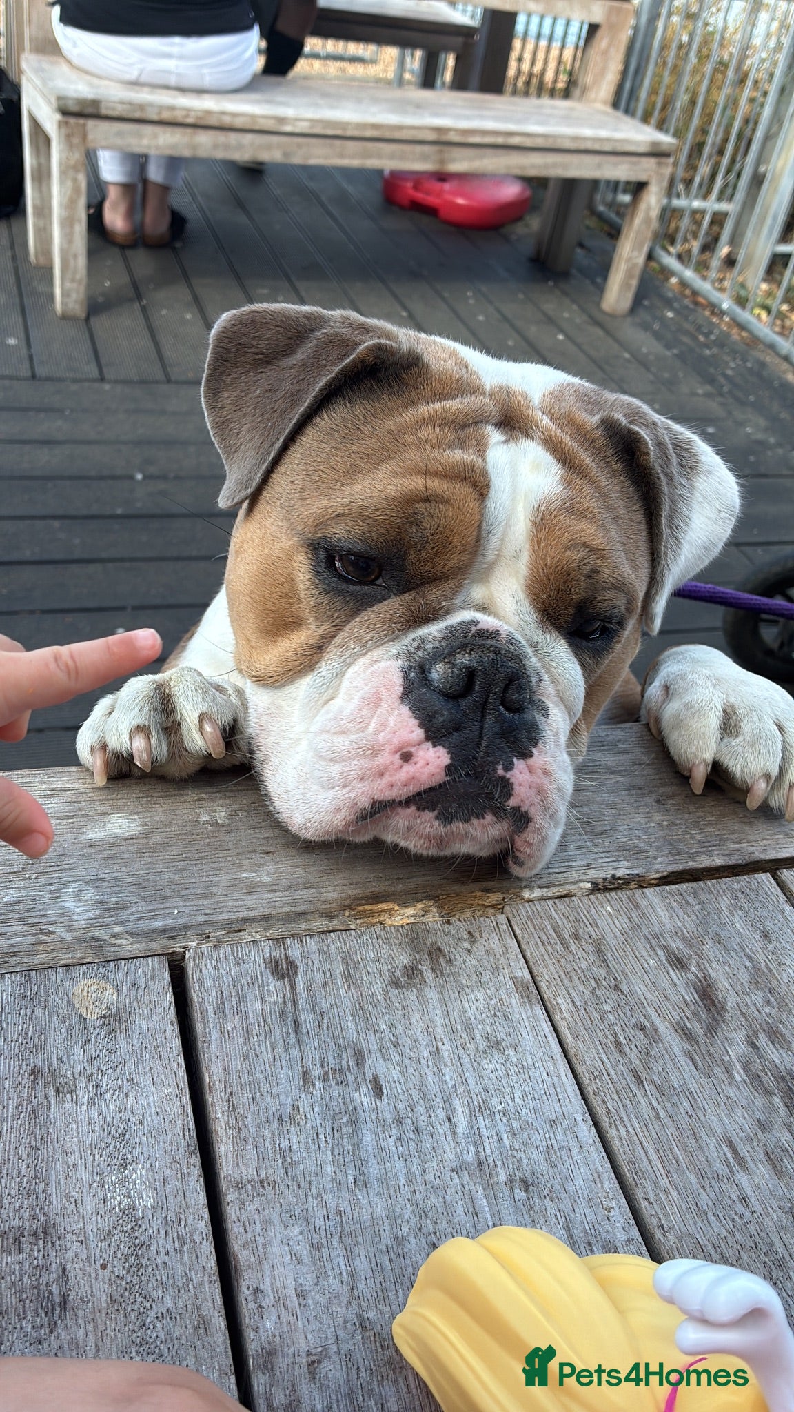 Mixed Breed dogs English Bulldog  - Advert 2