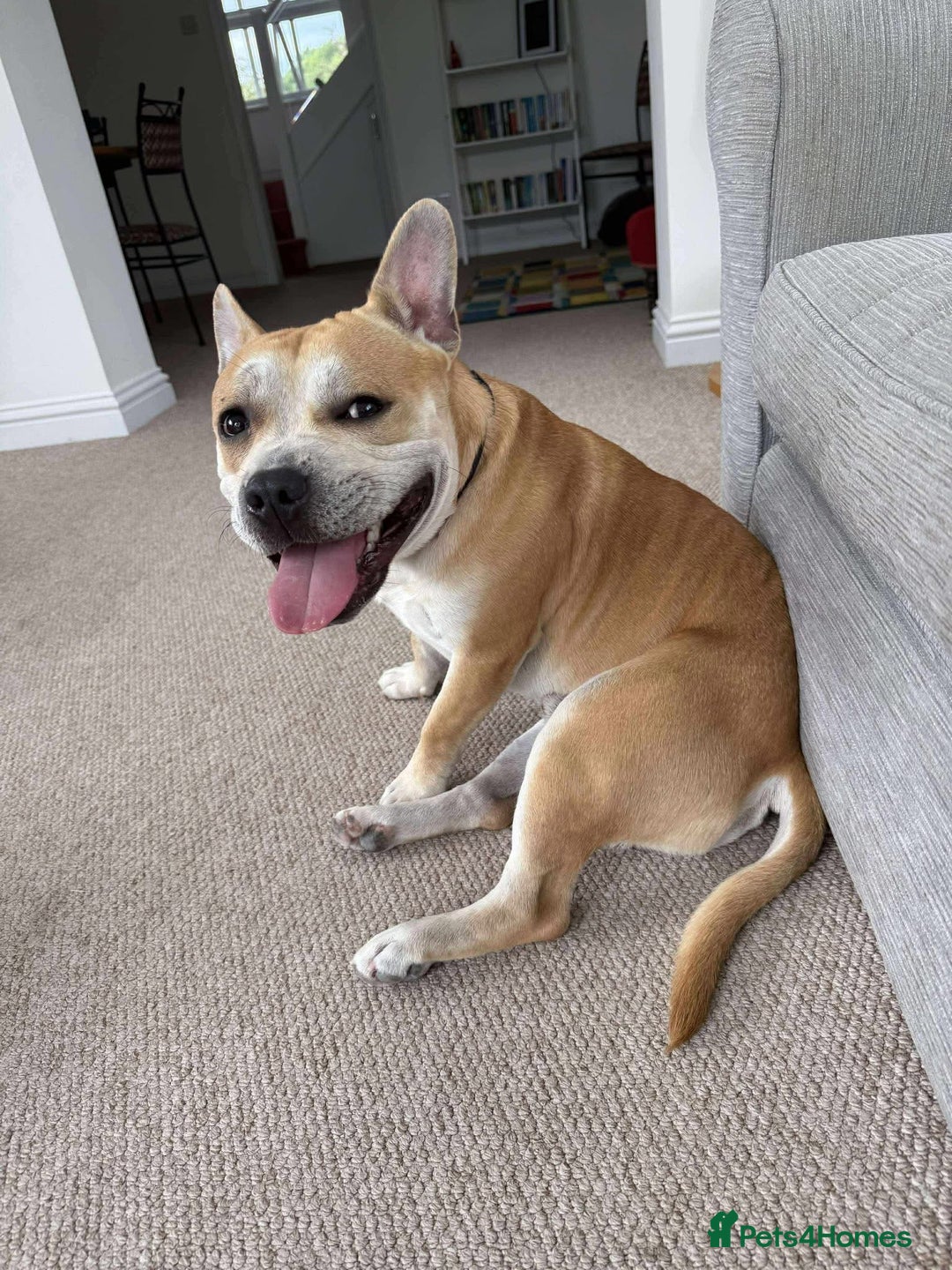 French Bulldog dogs for adoption: FOR ADOPTION - TANGO - BOGNOR REGIS  - Image 2