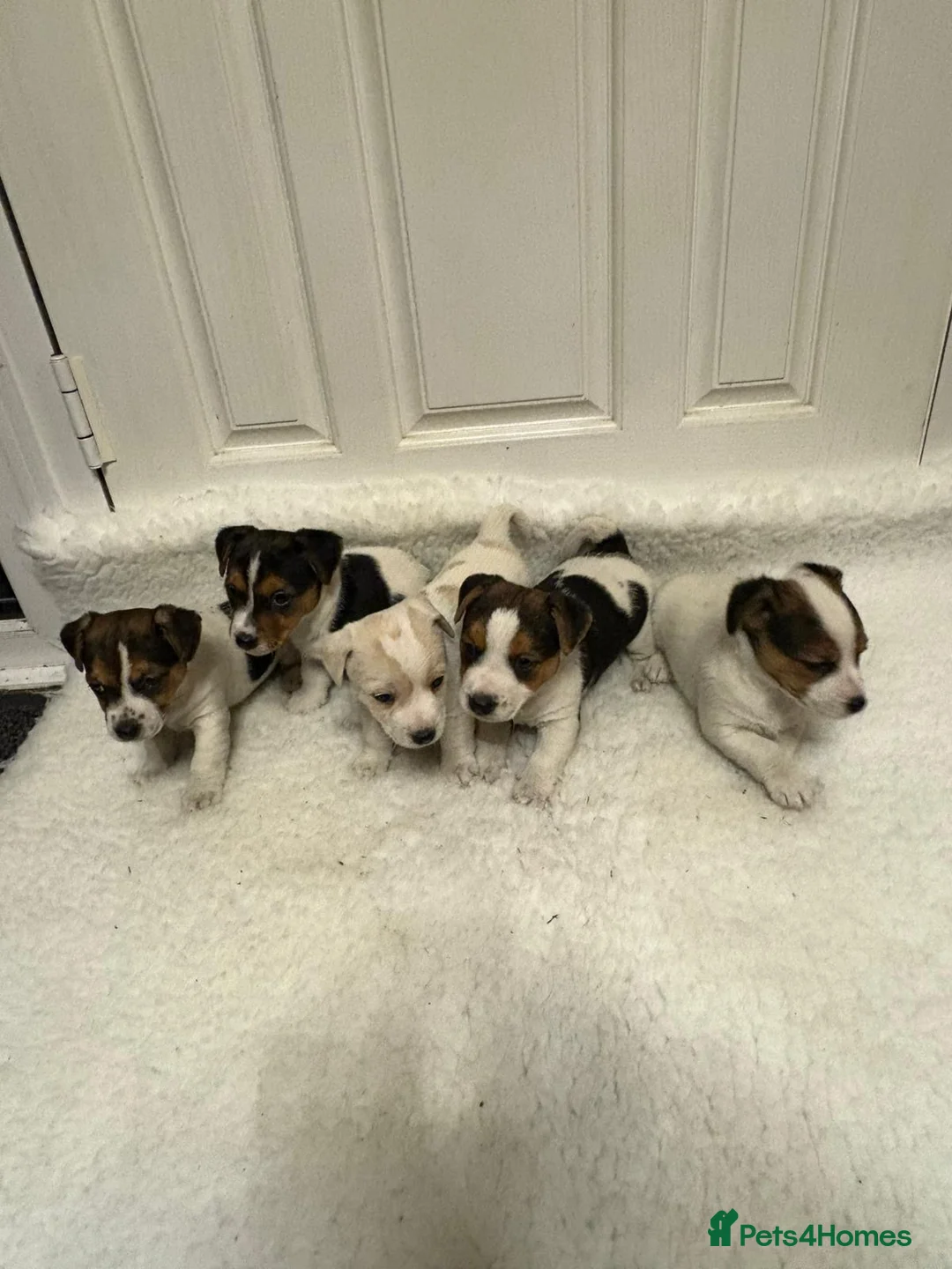 Jack Russell dogs for stud: Jack Russell Stud Dog  - Advert 14