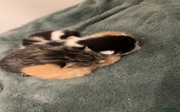Mixed Breed cats for sale: 5 beautiful kittens - Image 7