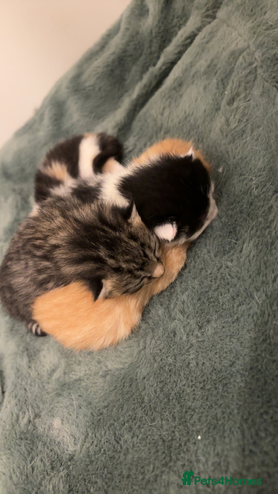 Mixed Breed cats for sale: 5 beautiful kittens - Image 7