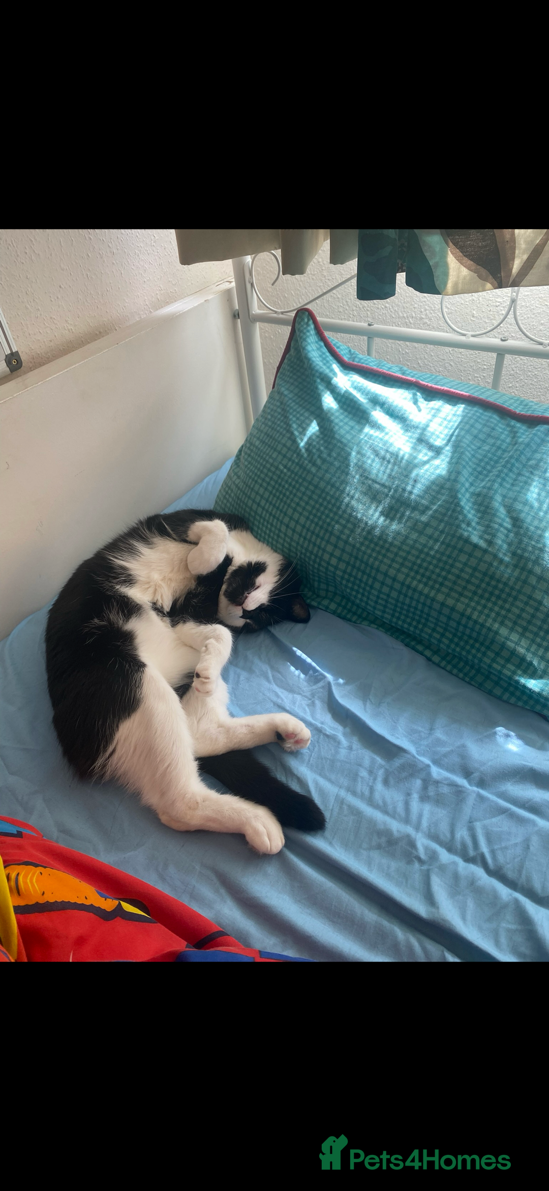 Mixed Breed cats for sale: Tuxedo cat  - Advert 3