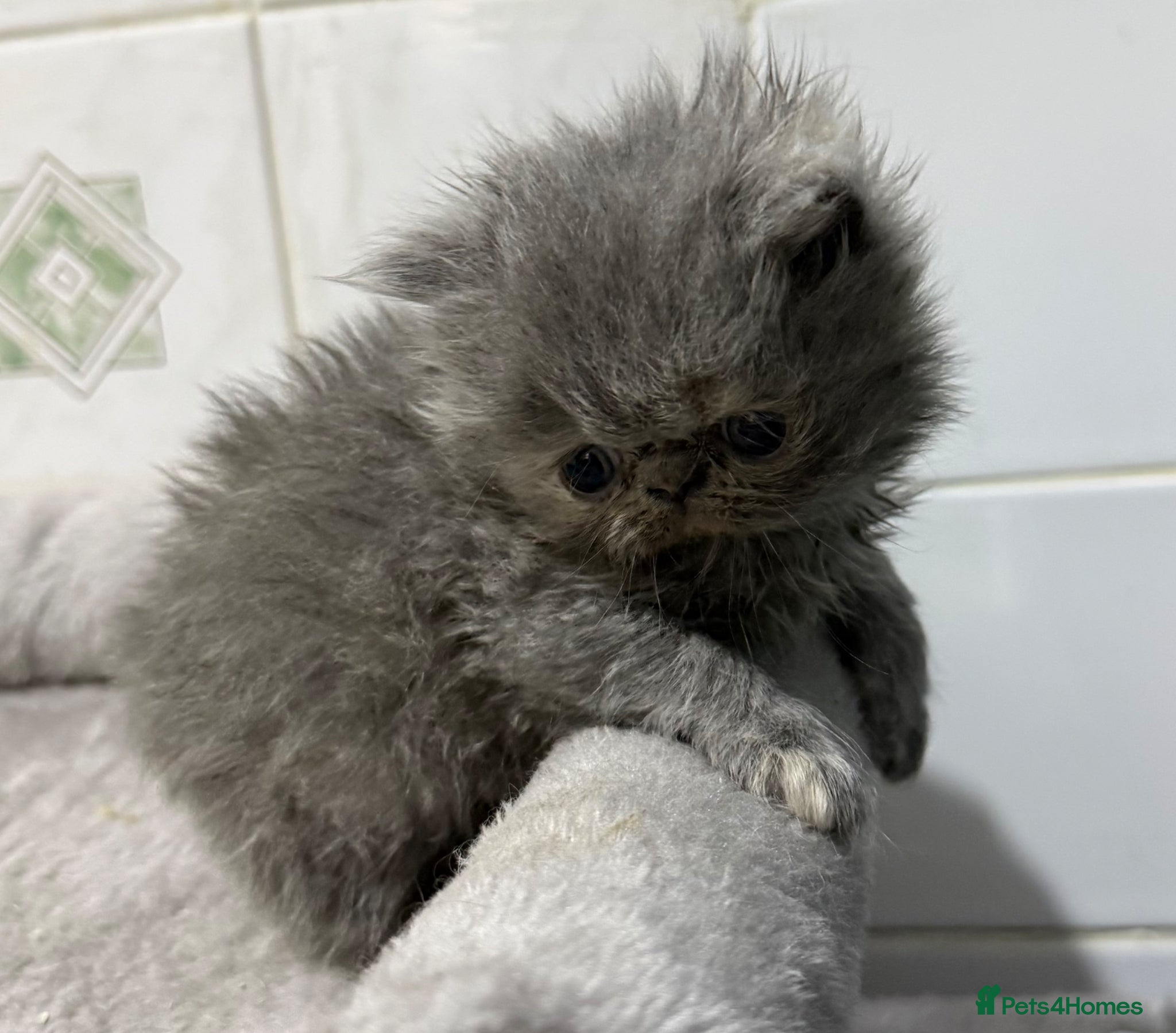 Persian cats Beautiful blue-cream Persian kitten - Advert 5