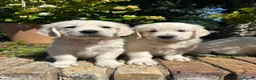 Golden Retriever dogs for sale: English cream golden retriever puppies in Rainham - Advert 14