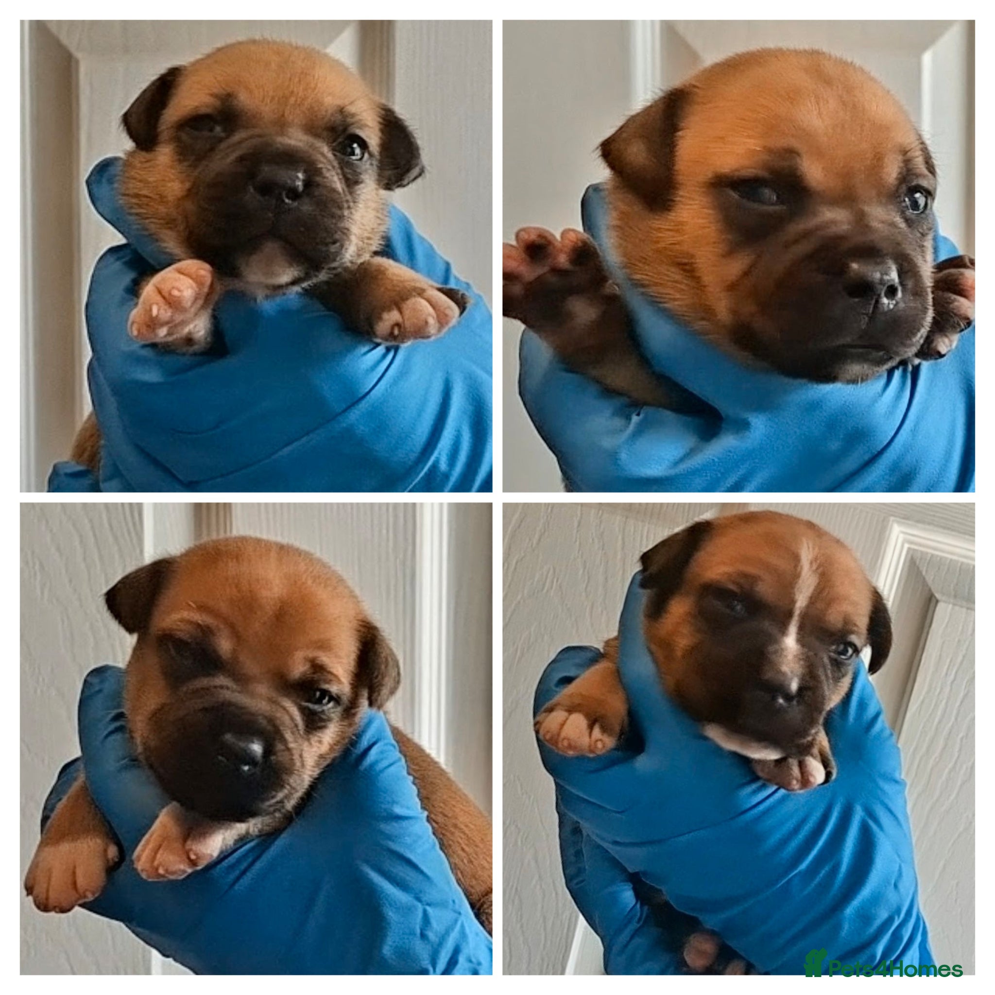 Staffordshire Bull Terrier dogs Red Staffordshire bull terrier pups - Advert 12