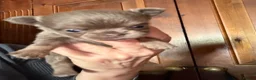 Chihuahua dogs for sale: Tiny stunning Russian Chihuahua’s   - Advert 23
