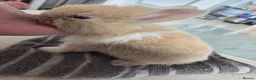 Mini Lion Lop rabbits for sale: 7 beautiful bunnies 🐰 ❤️  - Advert 8
