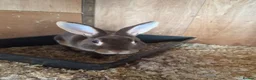 Rex rabbits for sale: Beautiful Mini Rex Baby Bunnies 2 Stunning Litters - Advert 16