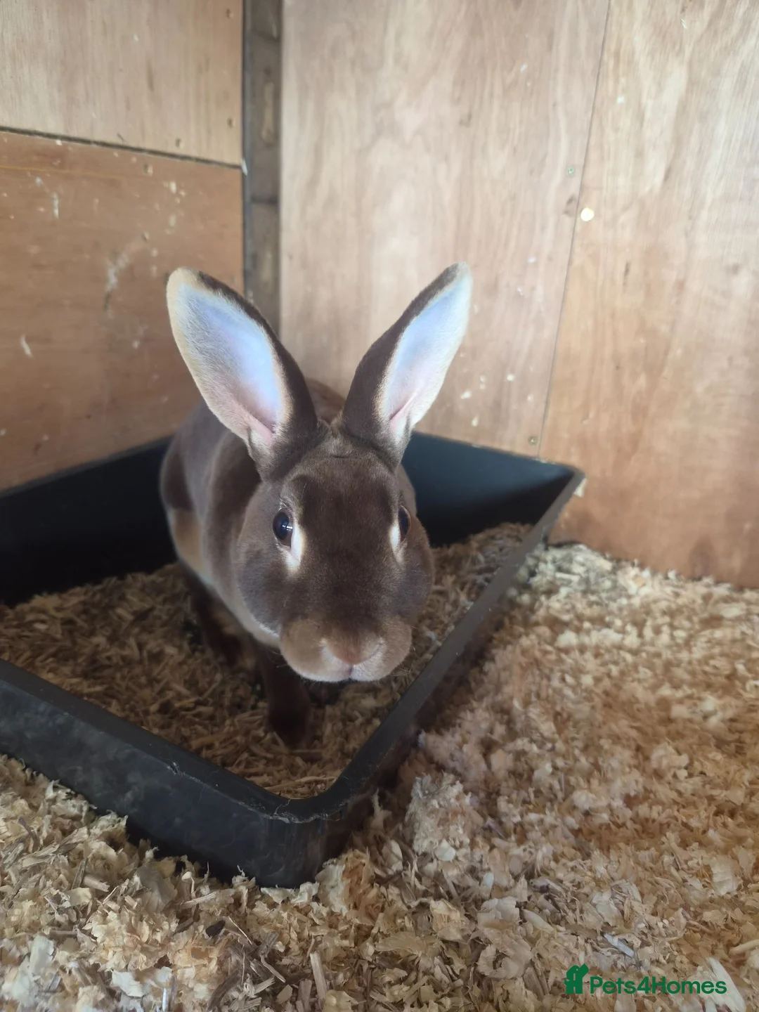 Rex rabbits for sale: Beautiful Mini Rex Baby Bunnies 2 Stunning Litters - Advert 16