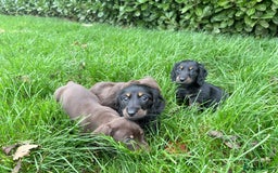 Miniature Dachshund dogs for sale: miniature Dasher - Image 13