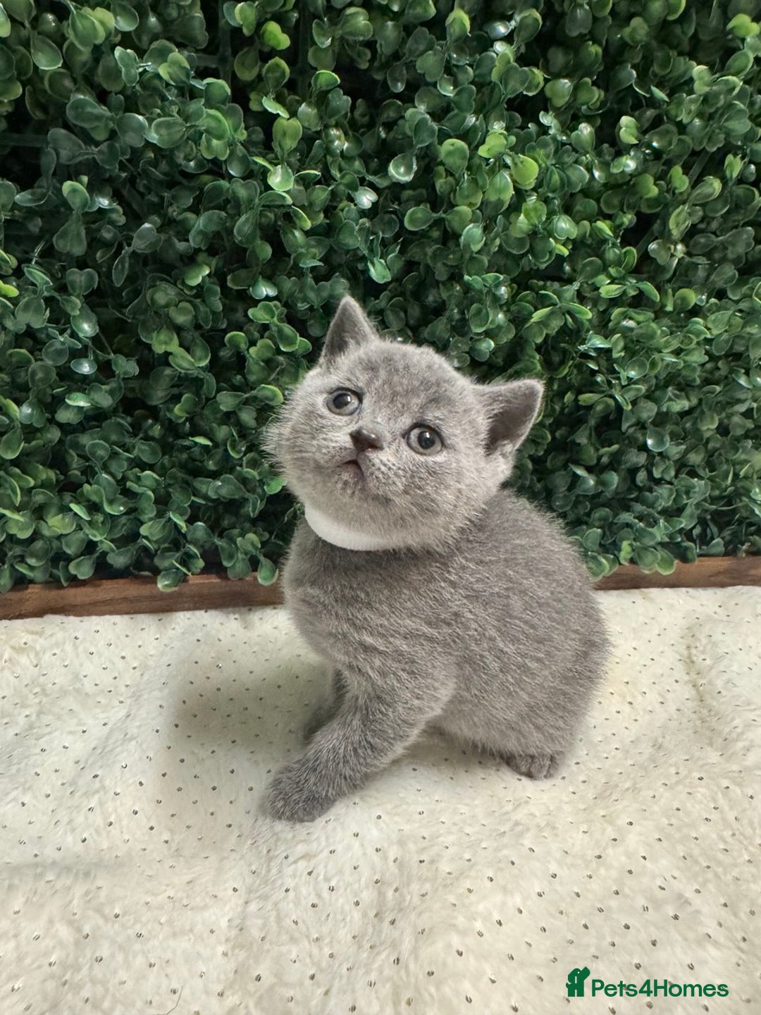 British Shorthair cats for sale: 💕British Shorthair Blue Kittens💕 - Advert 18